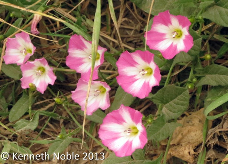 field bindweed ex IMG_0998 (800).JPG